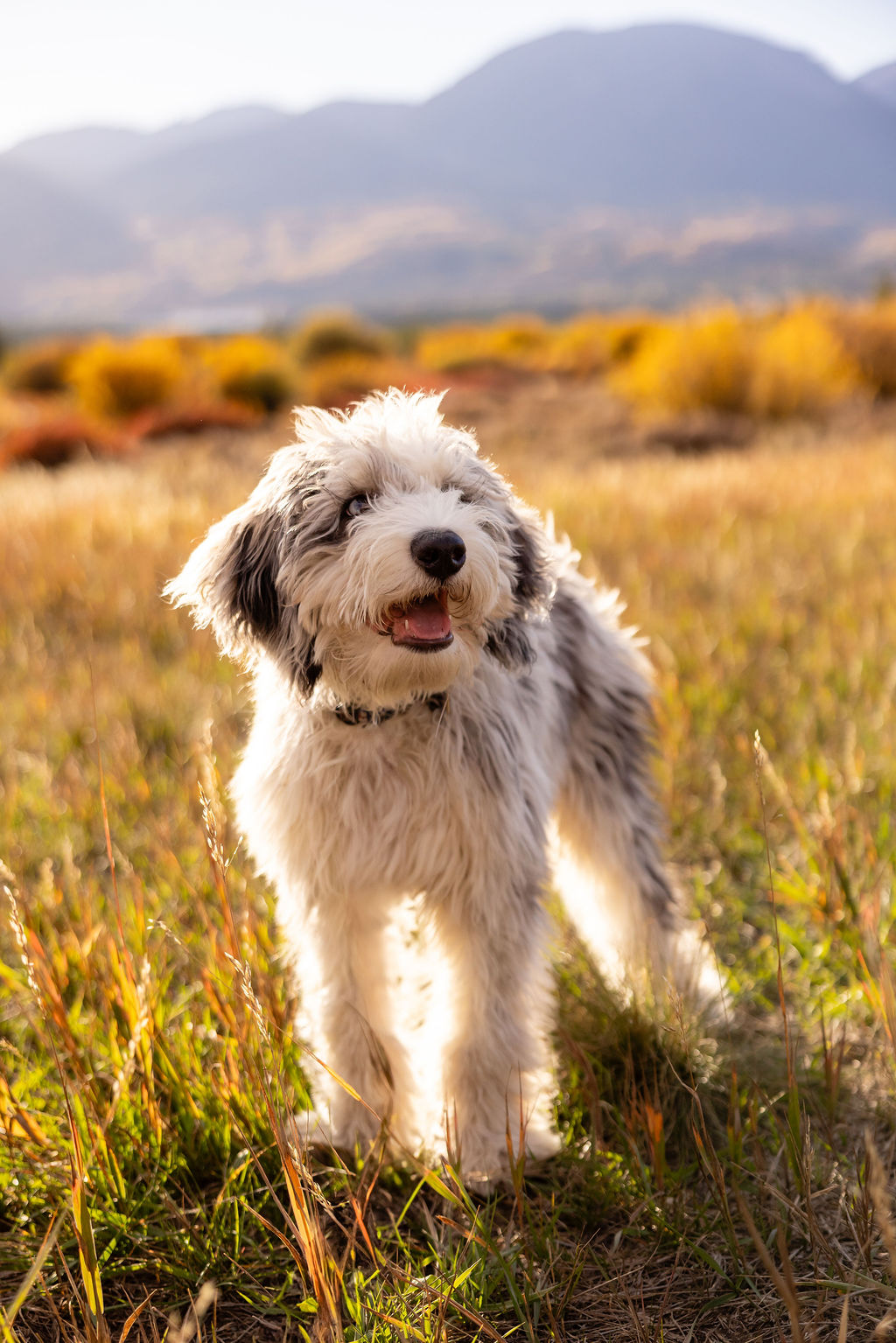Jerry, the practice dog, standing in a golden Summit County meadow with mountains in the distance
