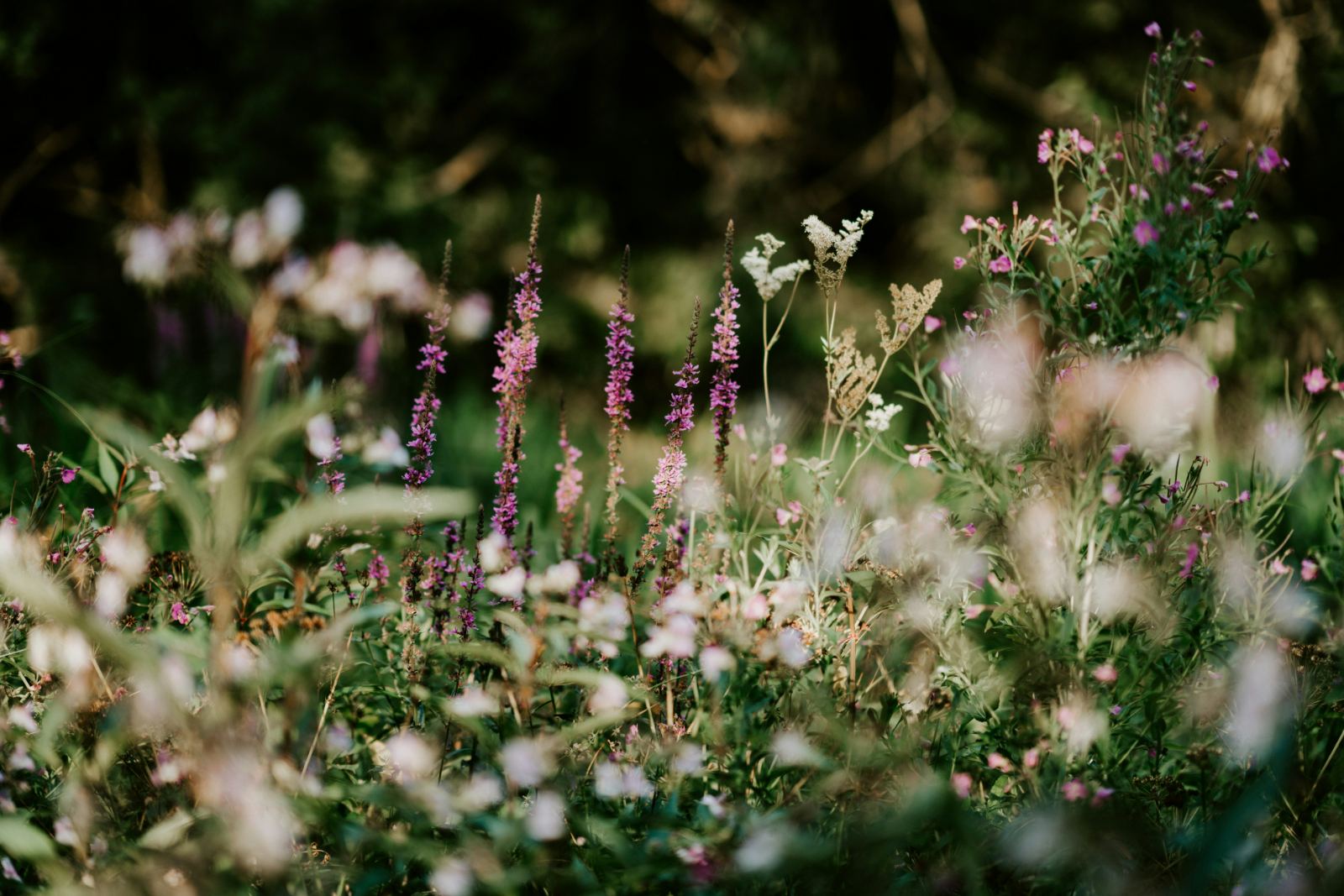Wildflowers in a Summit County alpine meadow